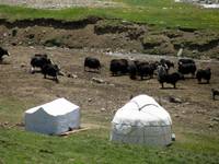 Yurts and Yaks (most people had herds of cattle)